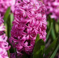 Hyacint pink Pearl